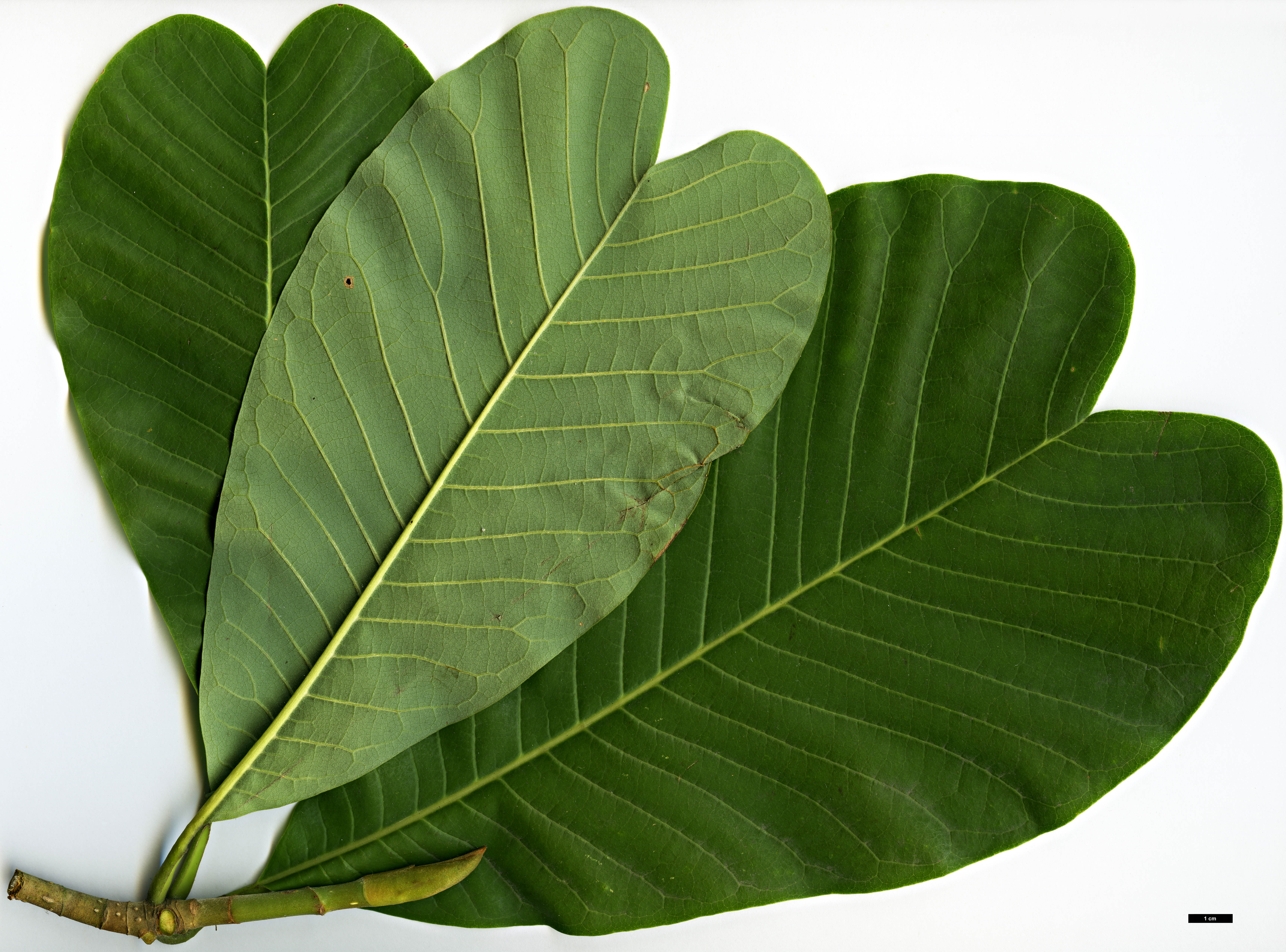 High resolution image: Family: Magnoliaceae - Genus: Magnolia - Taxon: officinalis - SpeciesSub: var. biloba High resolution image: Family: Magnoliaceae - Genus: Magnolia - Taxon: officinalis - SpeciesSub: var. biloba